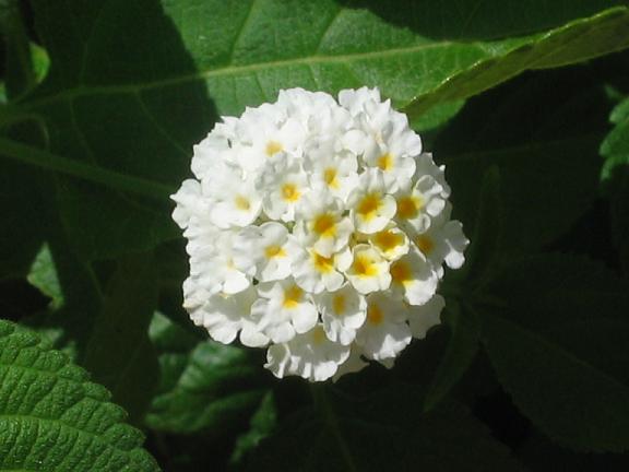 Lantana camara (pianta coltivata)